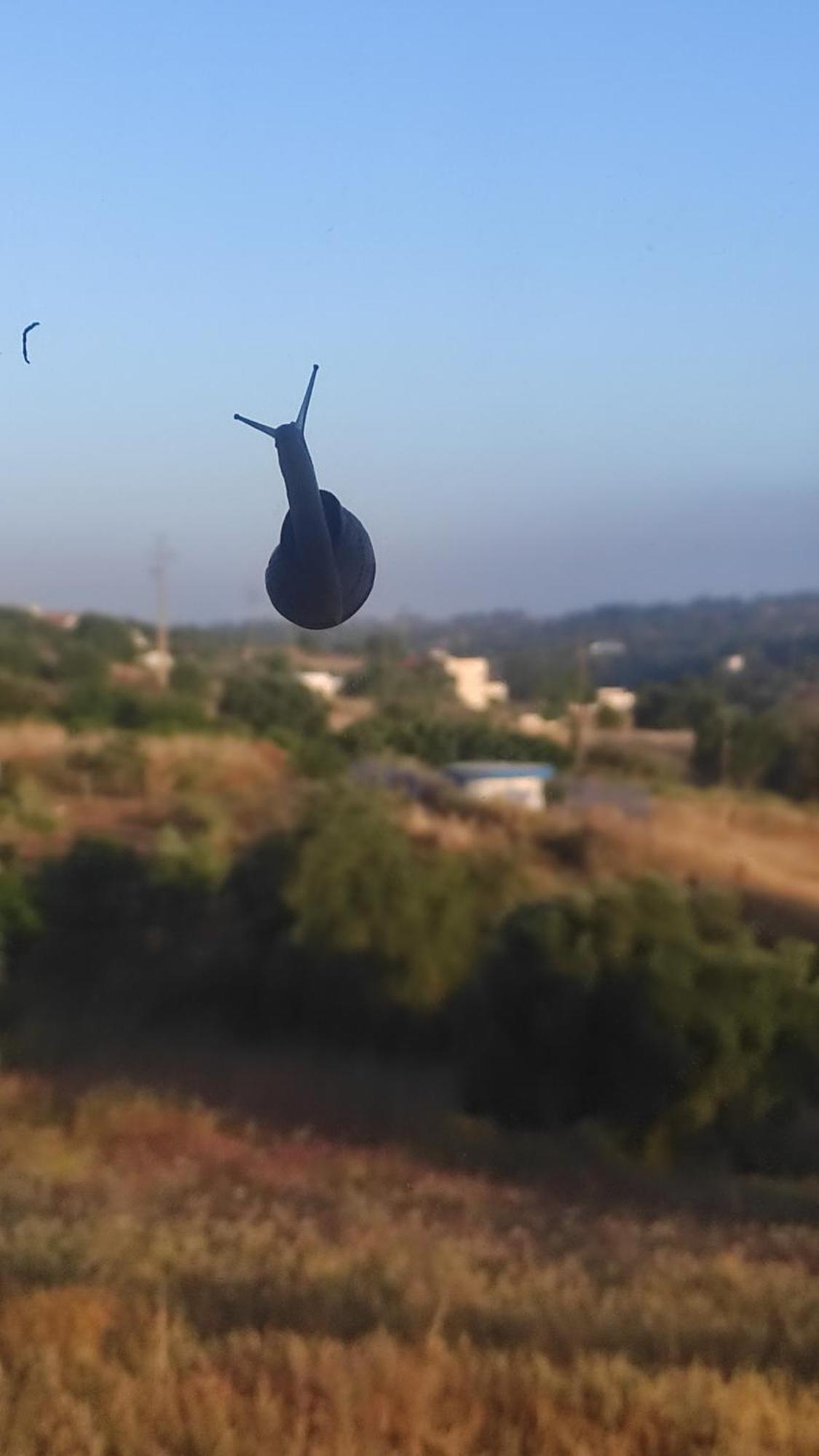 فيلا Nova Quinta Moderna Torramo Em Oliveiras, Campo De Laranjas, Na Nacional 2, Alentejo 13750 M2 Torrão المظهر الخارجي الصورة