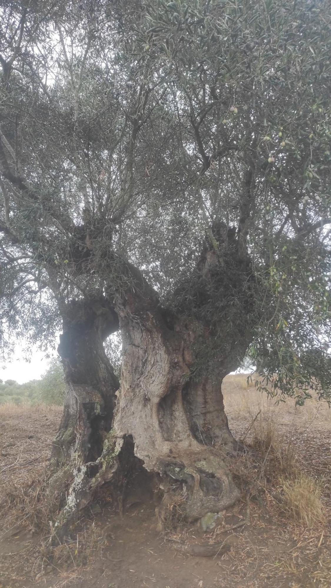 فيلا Nova Quinta Moderna Torramo Em Oliveiras, Campo De Laranjas, Na Nacional 2, Alentejo 13750 M2 Torrão المظهر الخارجي الصورة